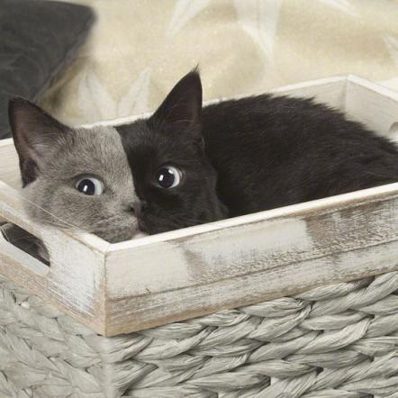 猫咪网站最新动态揭秘，数据展现猫咪世界精彩瞬间